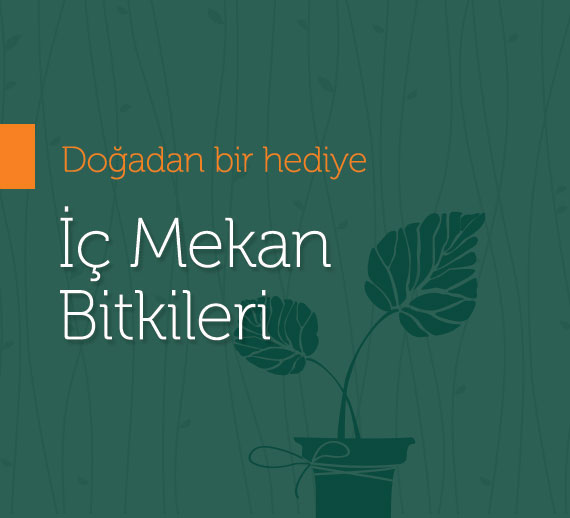 İç mekan bitkileri