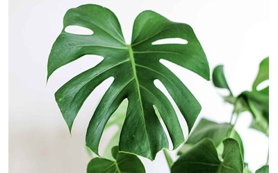 Monstera - Deve Tabanı Bitkisi Bakımı