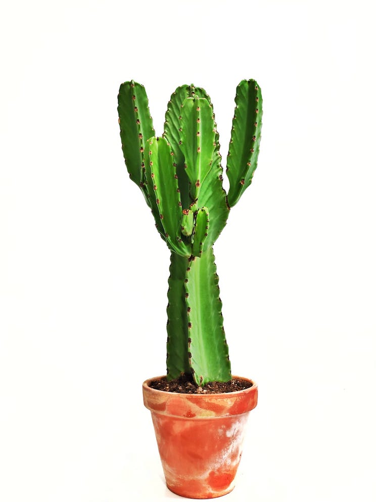 Euphorbia Ingens Kaktus Xxl