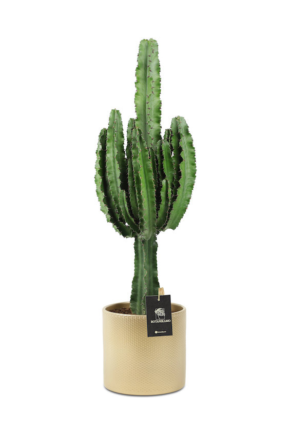 Euphorbia Kaktus Buyuk Boy