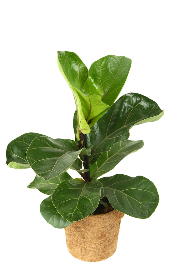 Ficus Lyrata Bambino
