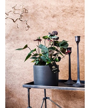 Anthurium Black Love - İthal 