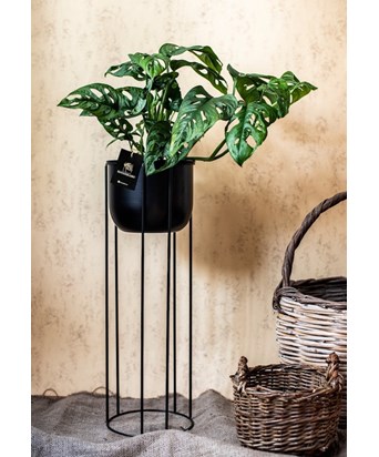 Ayaklı Saksıda Monstera Monkey Mask 65 cm