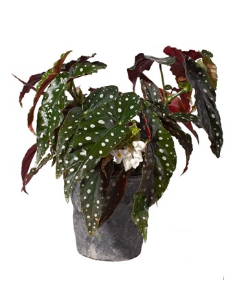 Begonia Maculata