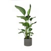Starliçe-Cennet Kuşu-Strelitzia Nicolai 150 cm