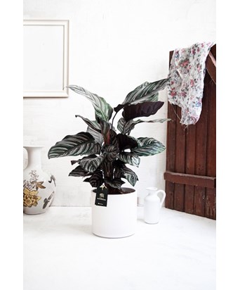 Calathea Ornata 