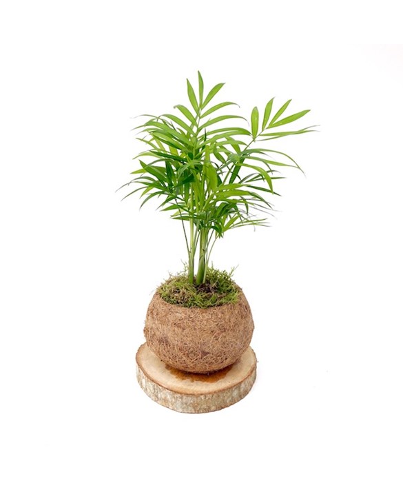 Chamaedorea 30 cm