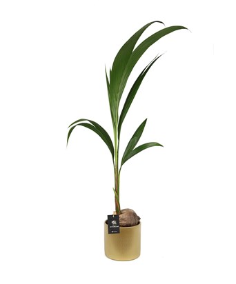 Coconut Palm -  Cocos Nucifera