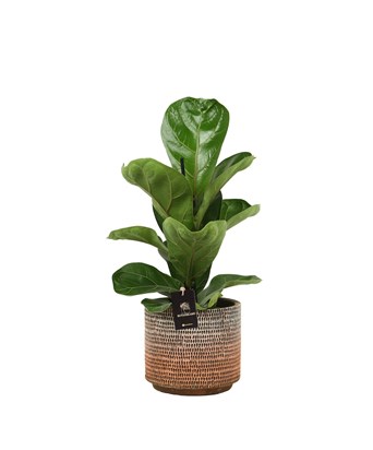 Ficus Lyrata Bambino