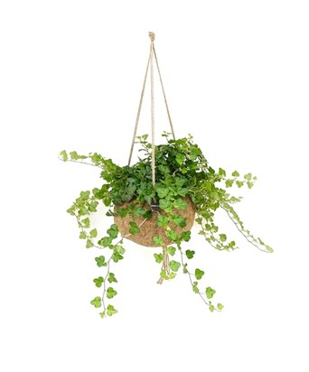 Hedera Sarmaşığı - Hedera Helix