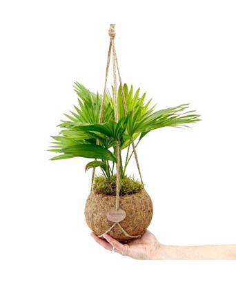 Livistona-Salon Palmiyesi 45 cm