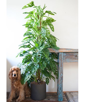 Monstera Sarmaşık 150 cm Özel Ürün