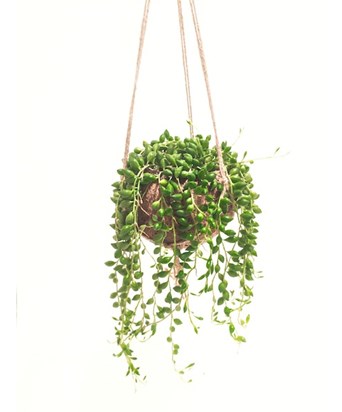 Senecio Rowleyanus-İnci Tanesi