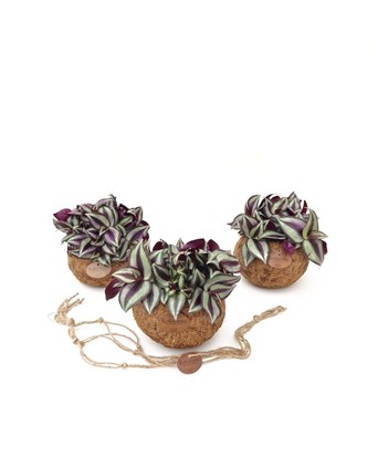 Tradescantia